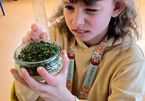 Hodowla rzeżuchy w klasie 2c.