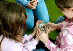 Hodowla rzeżuchy w klasie 2c.